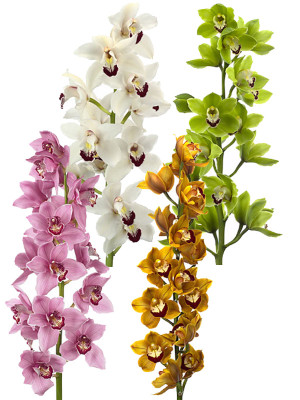 Cymbidium mix(Орхидея Микс)В50