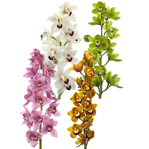 Cymbidium mix(Орхидея Микс)В100